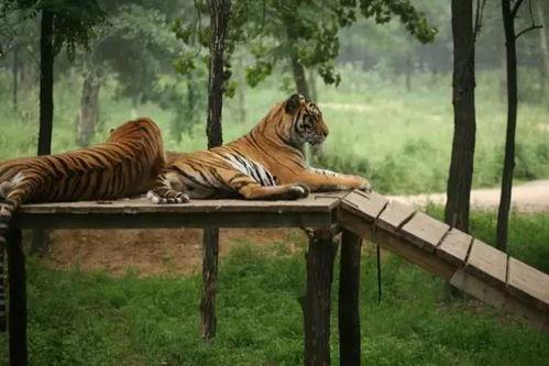 娱乐吃瓜酱动物园,揭秘娱乐圈背后的趣味故事
